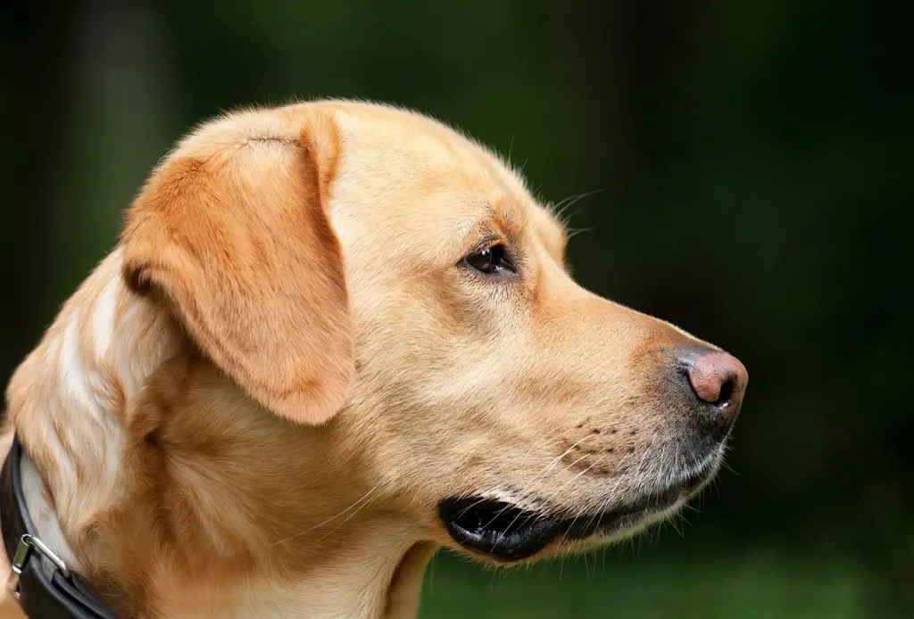 Labrador im Profil